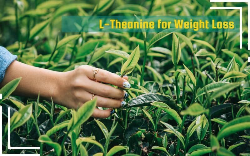 L-Theanine for Weight Loss