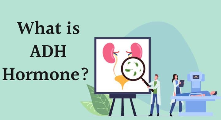 What is ADH hormone