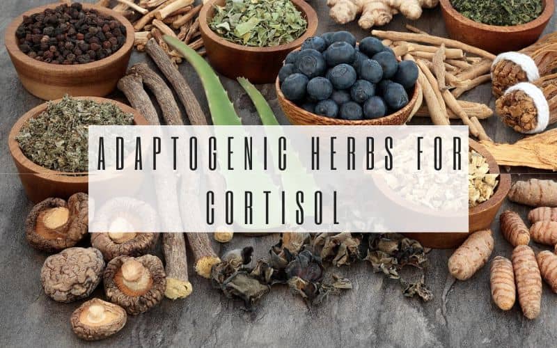 Adaptogenic Herbs For Cortisol | List Of Top 4 Adaptogens