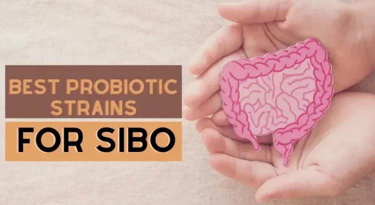 Best probiotic strains for SIBO