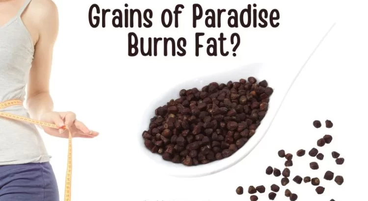Does grains of paradise burn fat?