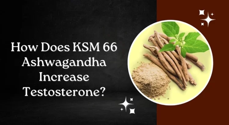 does KSM 66 Ashwagandha Increase Testosterone
